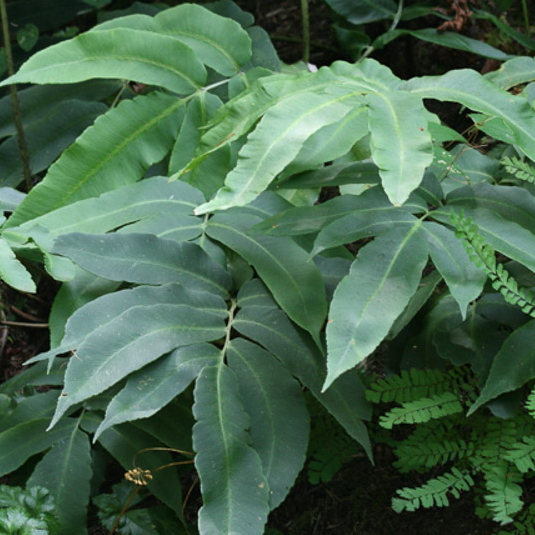 Dryopteris sieboldii