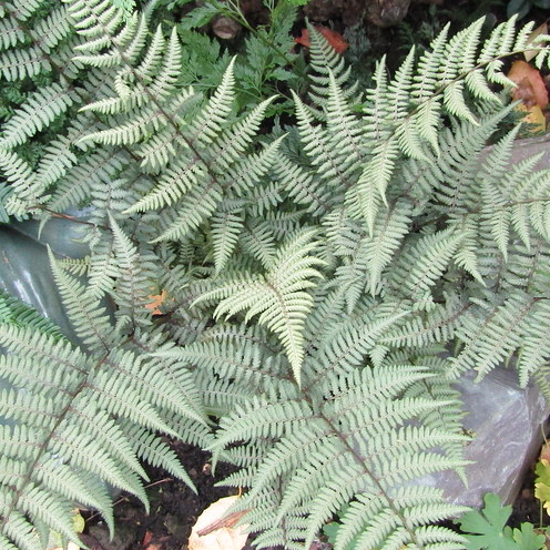 Athyrium niponicum x filix-femina Ghost