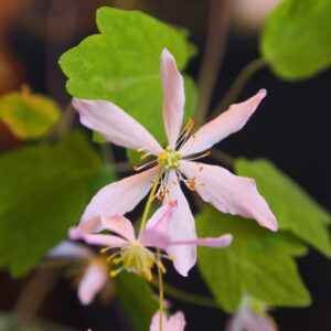 Anemonella thalictroides Hakikanii Fu