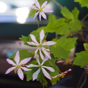 Anemonella thalictroides Hakikanii Fu – Bild 2