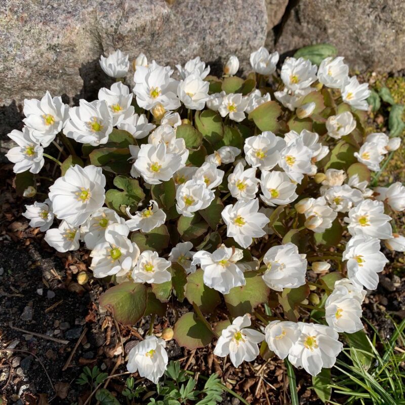 Jeffersonia diphylla