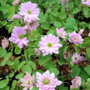 Anemonella thalictroides Kikuzaki Pink