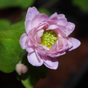 Anemonella thalictroides Rote Zora JP – Bild 2