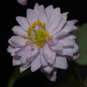 Anemonella thalictroides Rote Zora JP – Bild 3