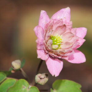 Anemonella thalictroides Kikuzaki Pink – Bild 3