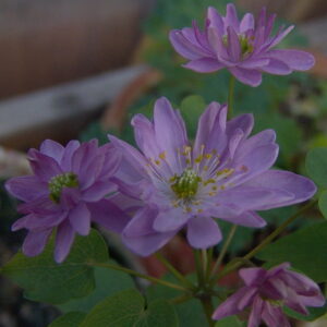 Anemonella thalictroides Rote Zora JP – Bild 5