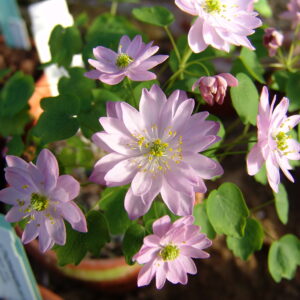 Anemonella thalictroides Rote Zora JP – Bild 6