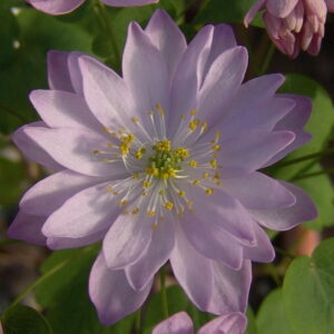 Anemonella thalictroides Rote Zora JP