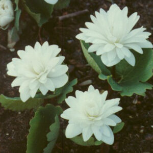Sanguinaria canadensis Multiplex