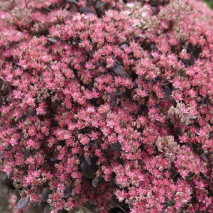 Sedum Hybr. Sunsparkler Plum Dazzled