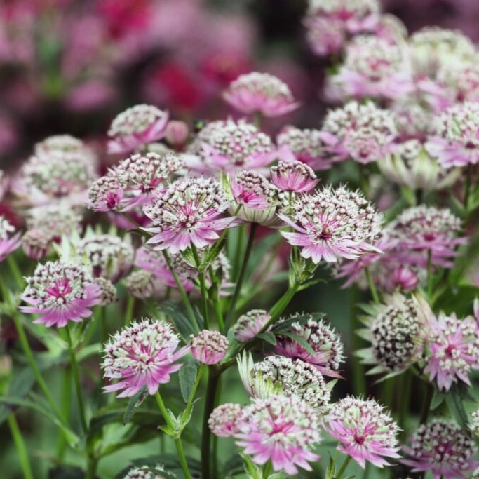 Astrantia major Little Flowerer