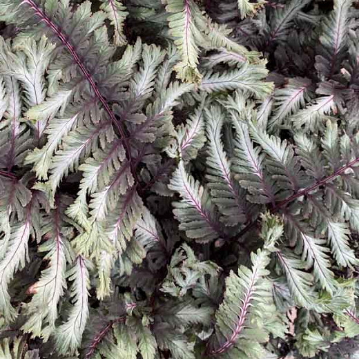 Athyrium niponicum Crested Surf