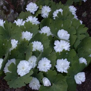 Sanguinaria canadensis Multiplex – Bild 3