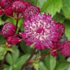 Astrantia major Star of Fire