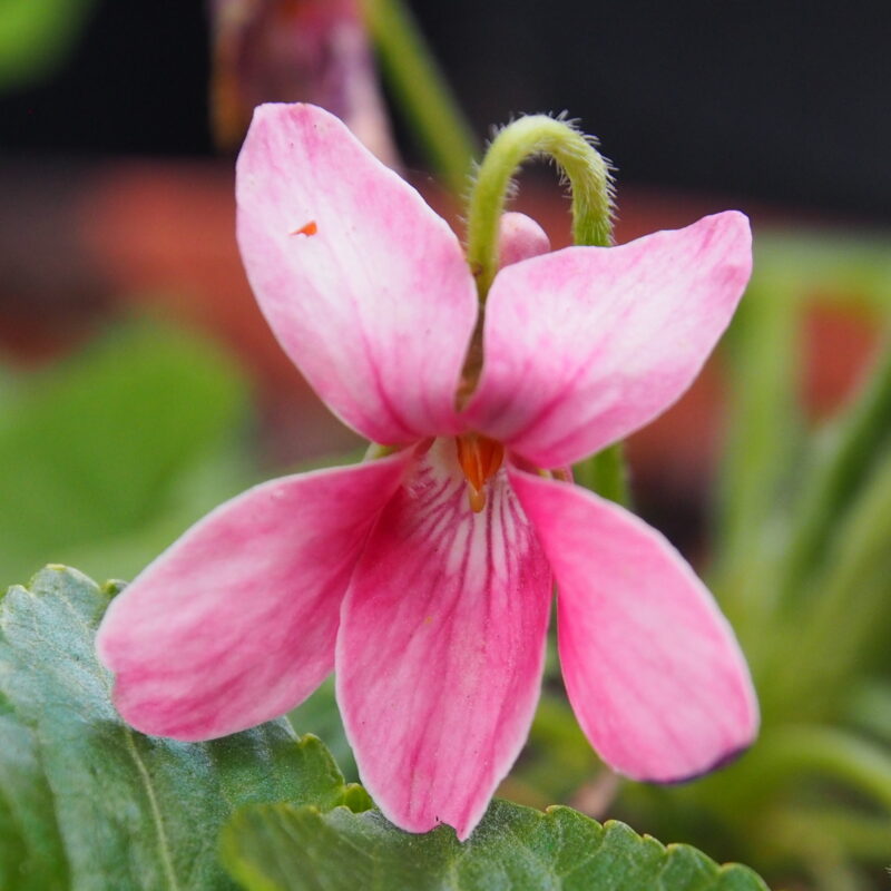 Viola odorata Bobby