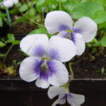 Viola sororia Stick or Twist