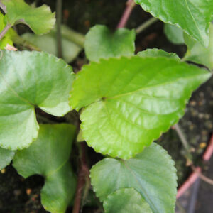 Viola rostrata var. japonica – Bild 2