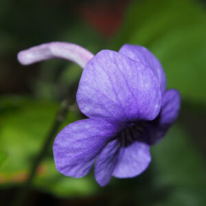Viola rostrata var. japonica