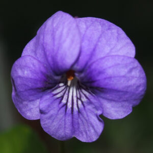 Viola rostrata var. japonica – Bild 3