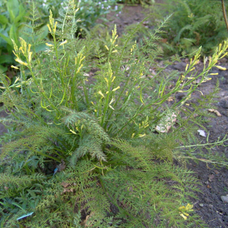 Corydalis cheilanthifolia