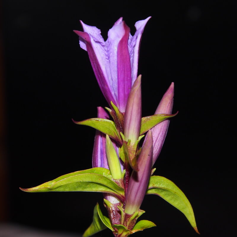 Gentiana asclepiadea Rosea-Rot Sämling