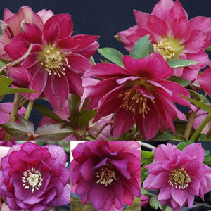 Helleborus x hyb. Quintessa Berry