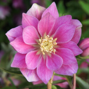 Helleborus x hyb. Quintessa Berry – Bild 2