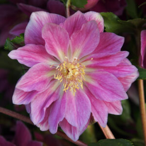 Helleborus x hyb. Quintessa Berry – Bild 3