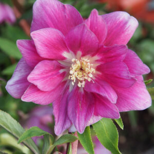 Helleborus x hyb. Quintessa Berry – Bild 4