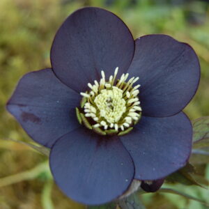 Helleborus x hyb. Quintessa Black