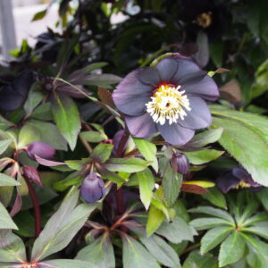 Helleborus x hyb. Quintessa Black – Bild 2