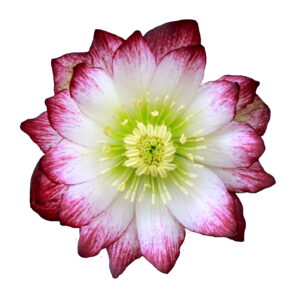 Helleborus x hyb. Quintessa Candy – Bild 2