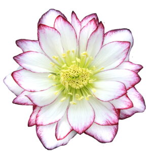 Helleborus x hyb. Quintessa Candy – Bild 3