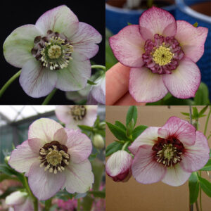 Helleborus x hyb. Quintessa Cherry – Bild 2