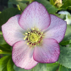Helleborus x hyb. Quintessa Cherry