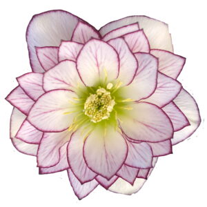 Helleborus x hyb. Quintessa Coral – Bild 2