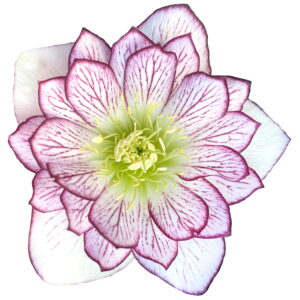 Helleborus x hyb. Quintessa Coral – Bild 3