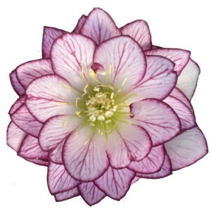 Helleborus x hyb. Quintessa Coral