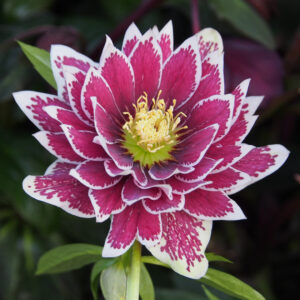 Helleborus x hyb. Quintessa Painted – Bild 2