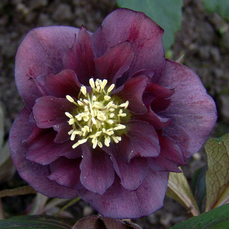 Helleborus x hyb. Quintessa Wine – Bild 3