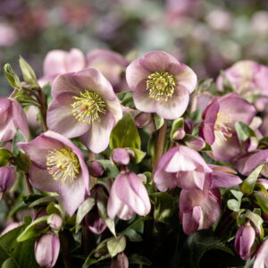 Helleborus x nigercors Ice N Roses' Ice Breaker Rosy ' ® Neu! – Bild 2