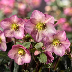 Helleborus x glandorfensis Ice N' Roses ' Pink Promise ' ®