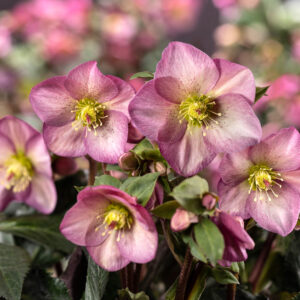 Helleborus x glandorfensis Ice N' Roses ' Pink Promise ' ® – Bild 3