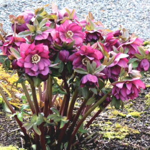 Helleborus x hyb. Quintessa Berry – Bild 5