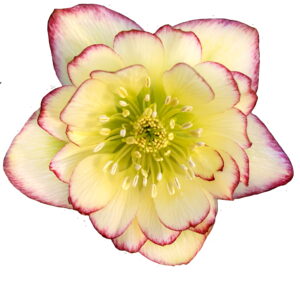 Helleborus x hyb. Quintessa Honey – Bild 2