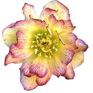 Helleborus x hyb. Quintessa Honey – Bild 3