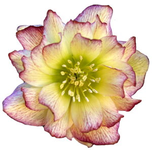 Helleborus x hyb. Quintessa Honey – Bild 4