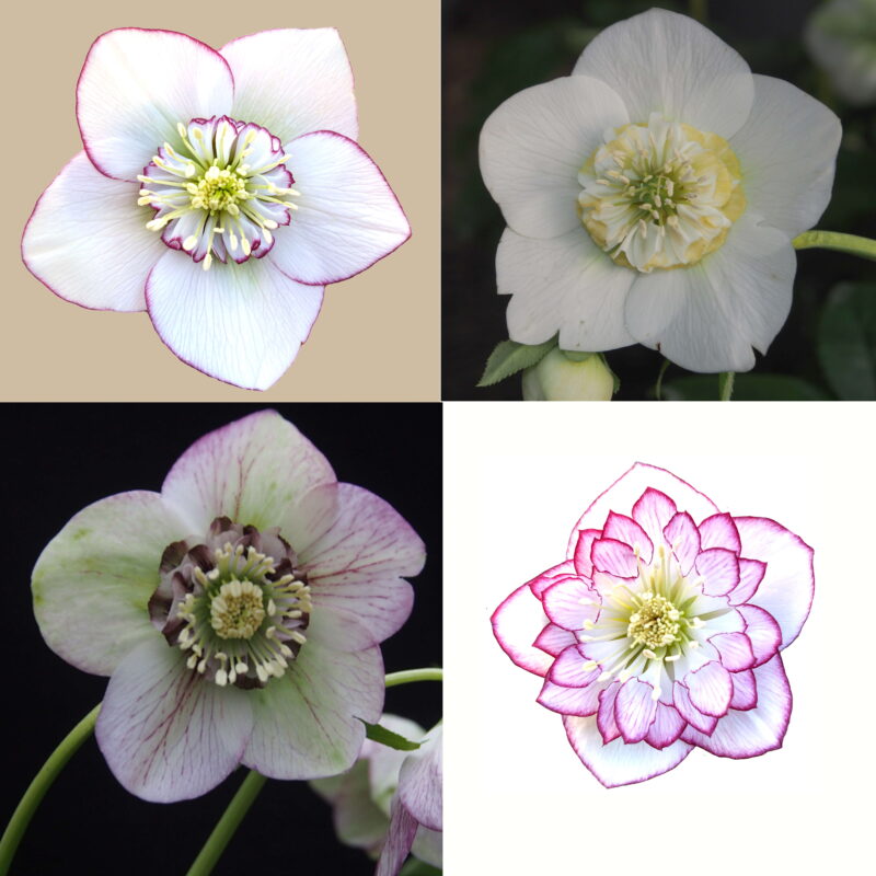 Helleborus x hyb. Quintessa Ice