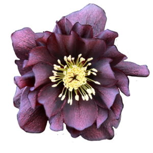 Helleborus x hyb. Quintessa Indigo – Bild 2