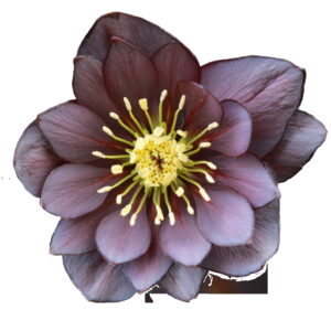 Helleborus x hyb. Quintessa Indigo